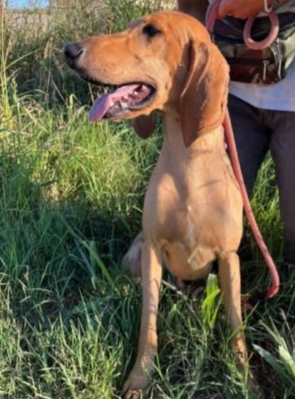 Segugio Italiano 2anni e 1/2 viveva in 1casolare coi fratelli Foto 3