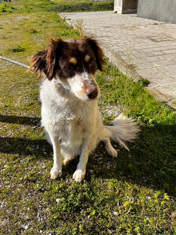 Molly Anima Innocente In Un Box 