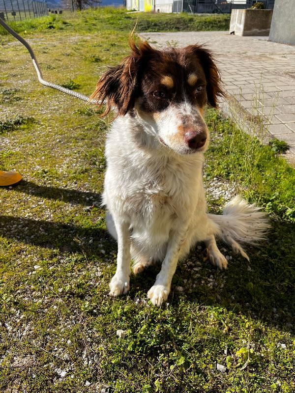 Molly anima innocente in un box  Foto 2