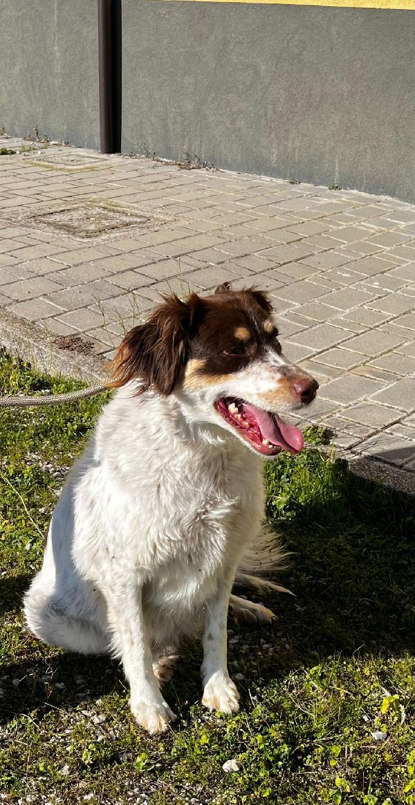 Molly anima innocente in un box  Foto 3