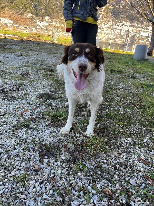 Molly anima innocente in un box  Foto 4