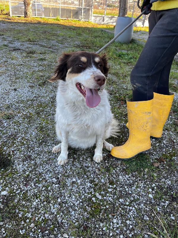 Molly anima innocente in un box  Foto 5