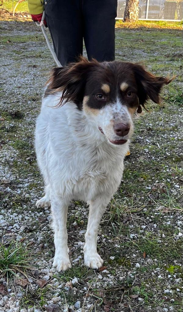 Molly anima innocente in un box  Foto 6