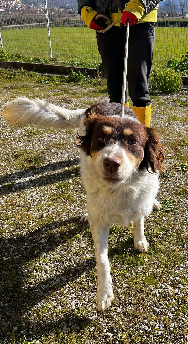 Molly anima innocente in un box  Foto 7