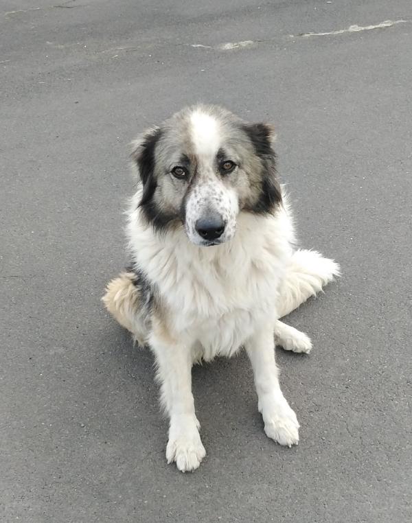Cagnoline In Adozione 