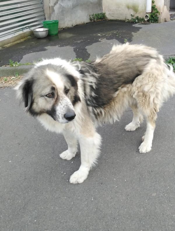 Cagnolina in Adozione Simonetta  Foto 2