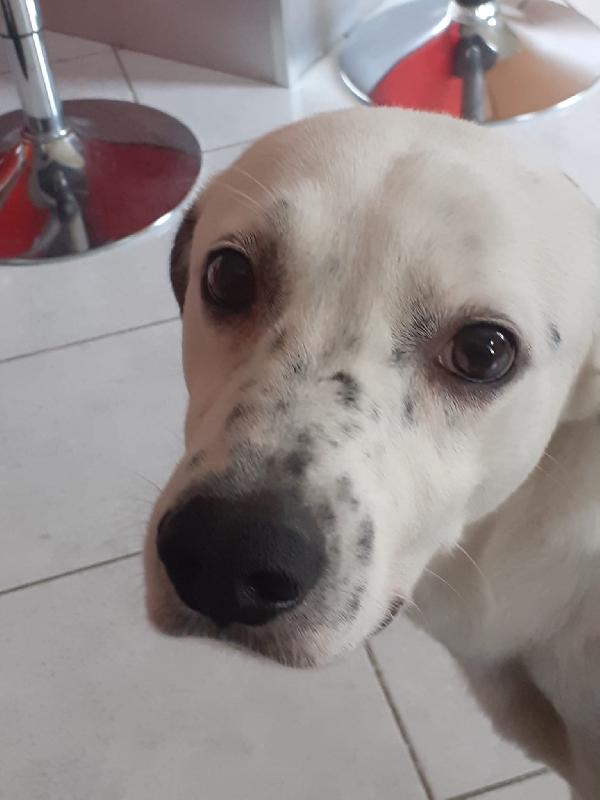 Atlas Splendido Simil Dalmata