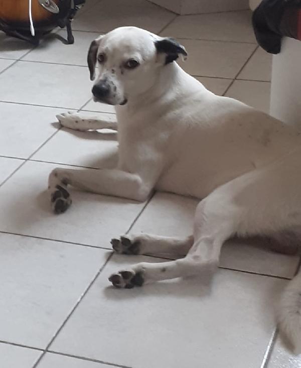 Atlas splendido simil dalmata Foto 2