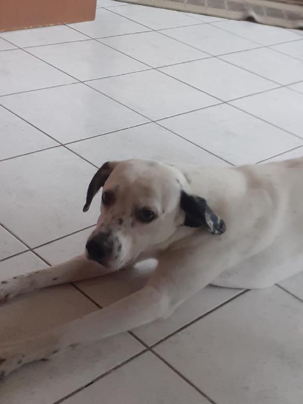 Atlas splendido simil dalmata Foto 5