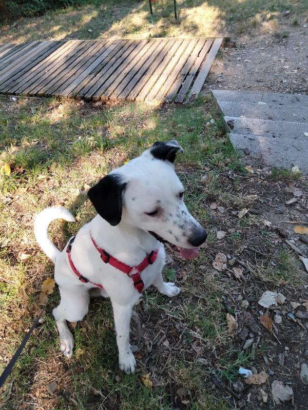 Atlas splendido simil dalmata Foto 6