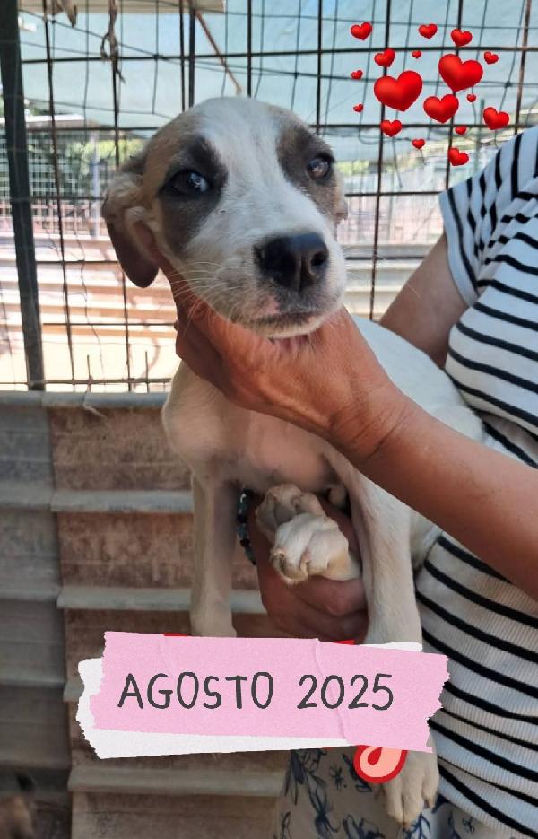 Dolly cucciola taglia media Foto 3