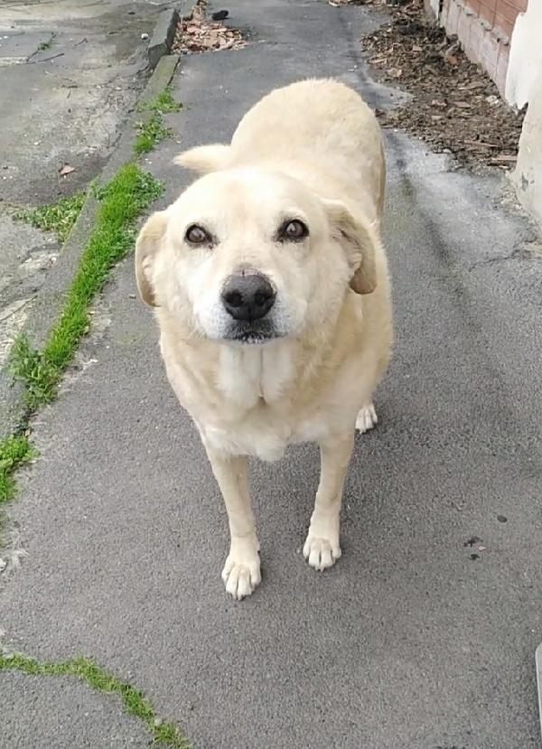 Cagnolino Cerca Adozione 