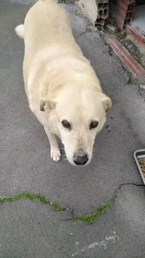 Cagnolino cerca adozione  Foto 3