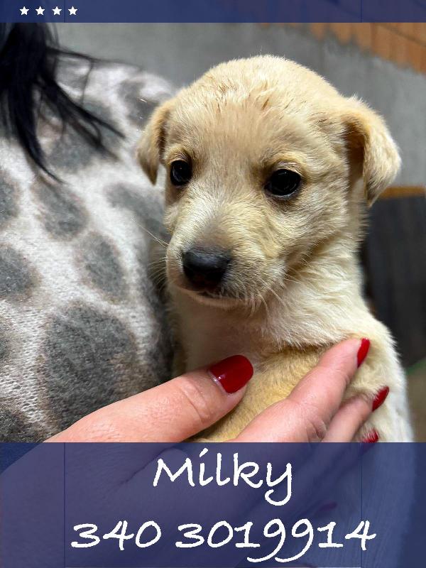 Milky, 1 Mese E1/2 
