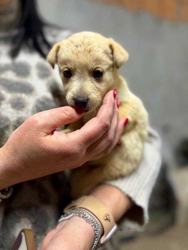 Milky, 1 mese e1/2  Foto 3