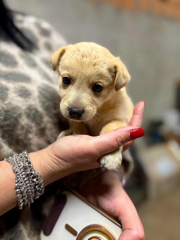 Milky, 1 mese e1/2  Foto 5