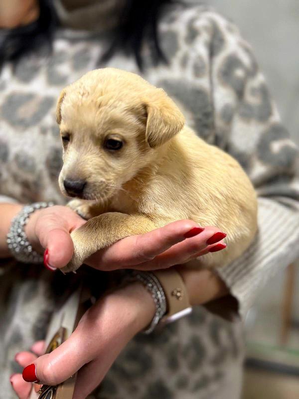 Milky, 1 mese e1/2  Foto 6