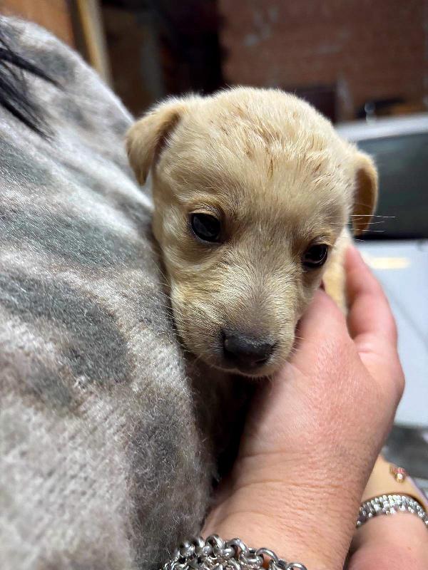 Milky, 1 mese e1/2  Foto 7