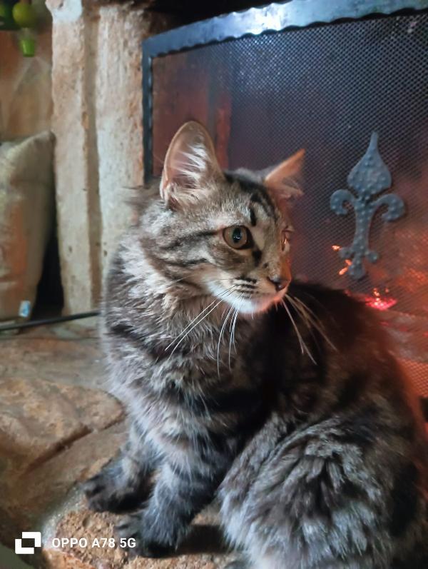 Curzio   gattino simil norvegese  Foto 4