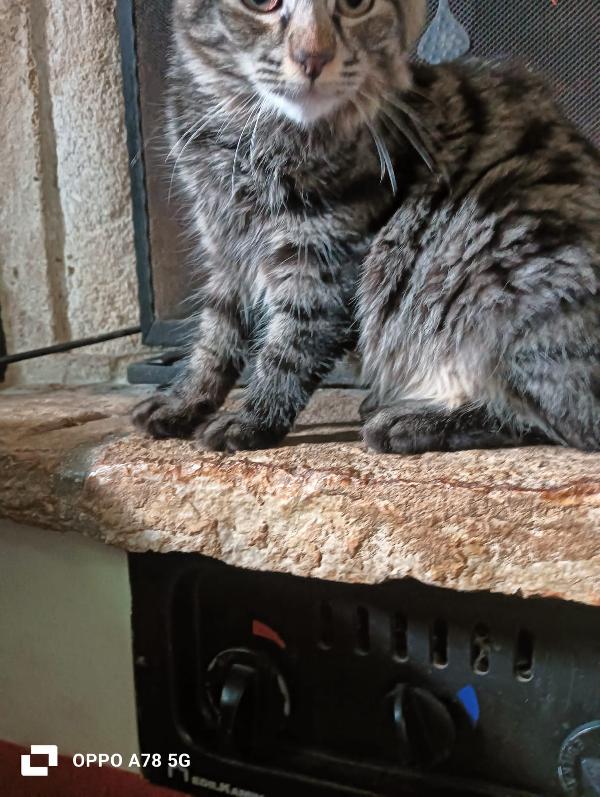 Curzio   gattino simil norvegese  Foto 6