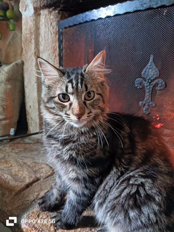 Curzio   gattino simil norvegese  Foto 7