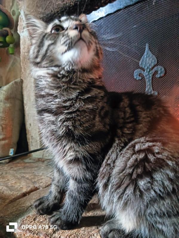 Curzio   gattino simil norvegese  Foto 8