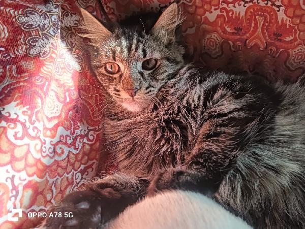 Curzio   gattino simil norvegese  Foto 9