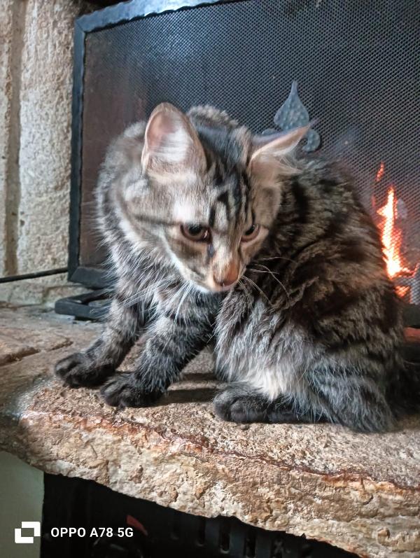 Curzio   gattino simil norvegese  Foto 11