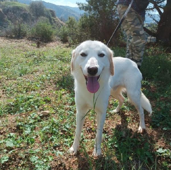 Terence/Noemi 4anni e 1/2 belli e buoni CALABRIA  Foto 4