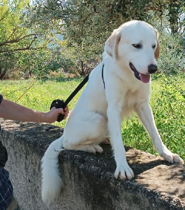 Terence/Noemi 4anni e 1/2 belli e buoni CALABRIA  Foto 3