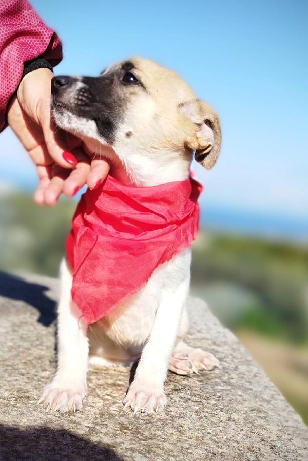 Cucciola Giocherellona