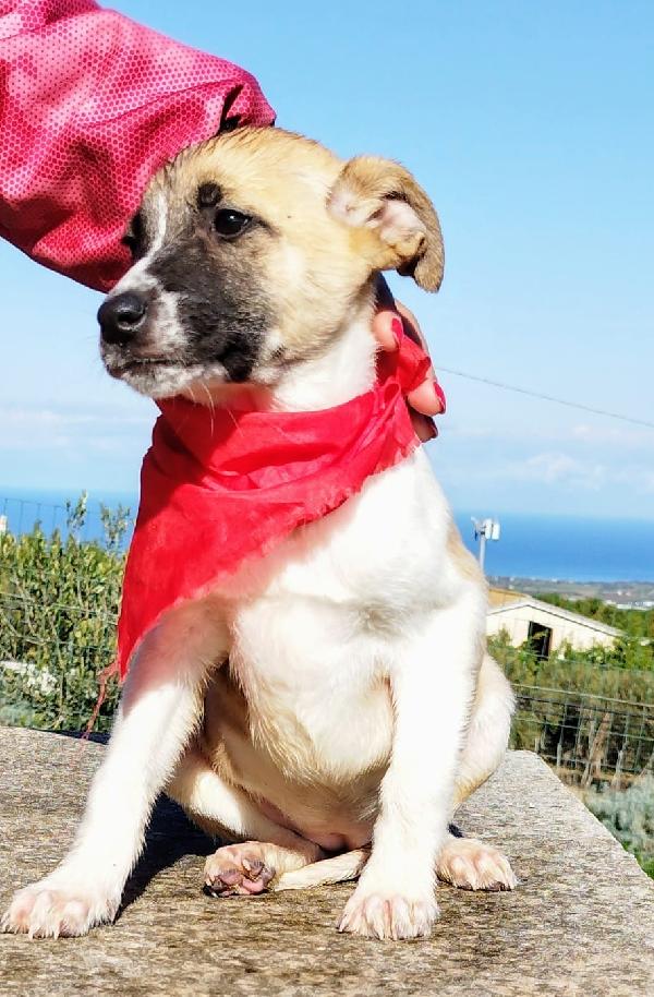 Cucciola giocherellona Foto 2