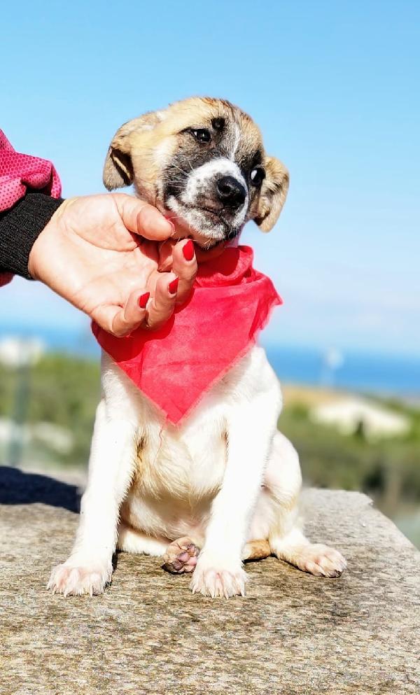 Cucciola giocherellona Foto 3