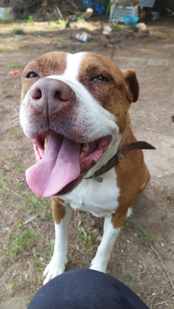 Amstaff femmina 9anni vive in roulotte! SARDEGNA Foto 3
