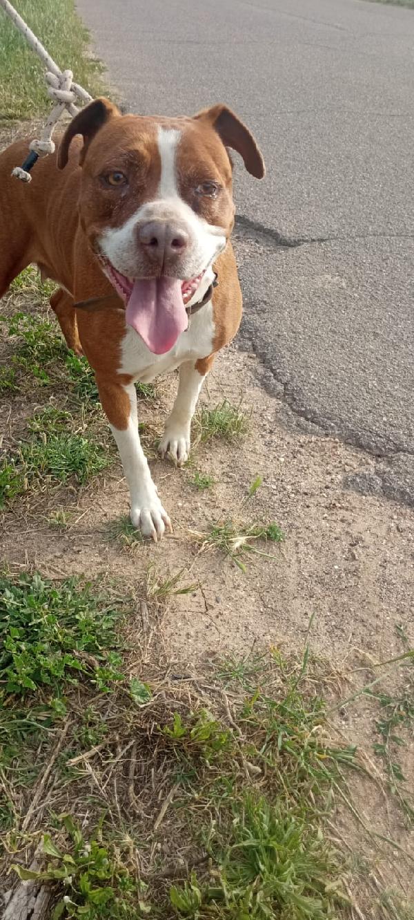 Amstaff femmina 9anni vive in roulotte! SARDEGNA Foto 5