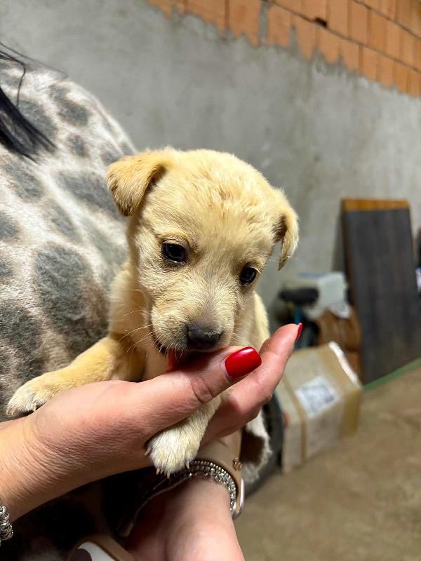 Milky...un batuffolo di 1 mese e mezzo. Foto 2