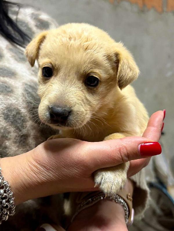 Milky...un batuffolo di 1 mese e mezzo. Foto 4