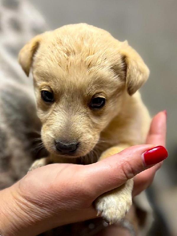 Milky...un batuffolo di 1 mese e mezzo. Foto 3
