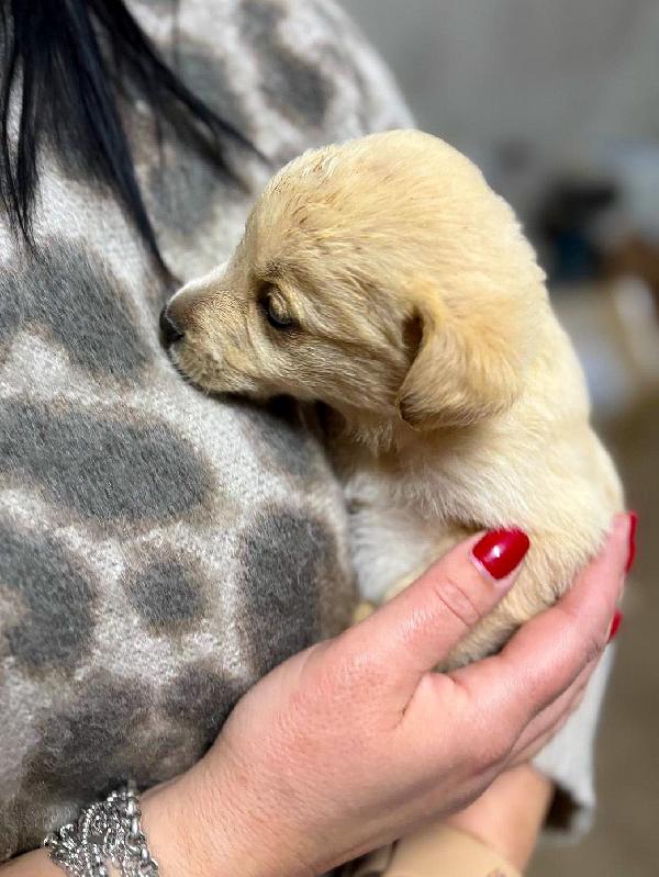 Milky...un batuffolo di 1 mese e mezzo. Foto 7