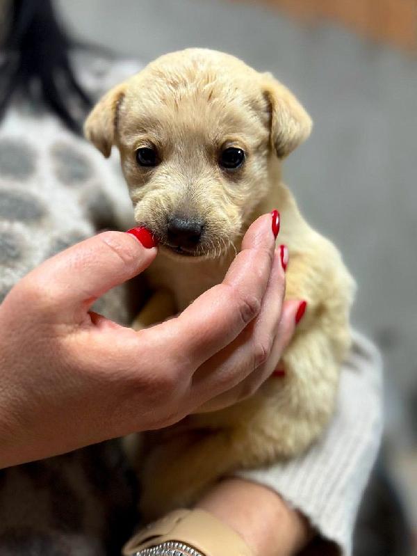 Milky...un batuffolo di 1 mese e mezzo. Foto 8