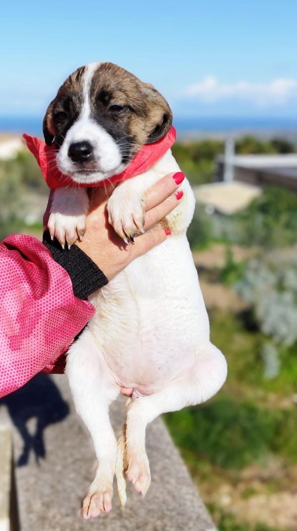 Cucciola 💗💗💗 Foto 2