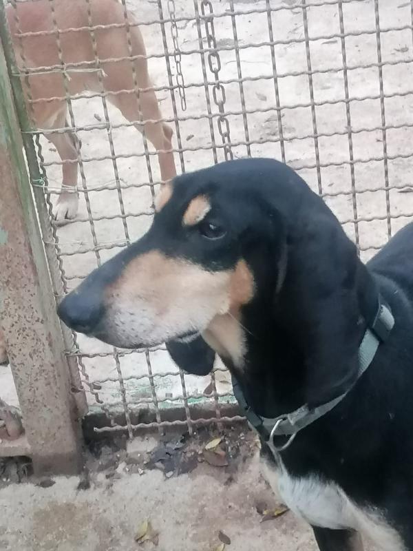 SEGUGINA CERCA CASA  Foto 3