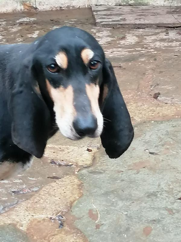 SEGUGINA CERCA CASA  Foto 4