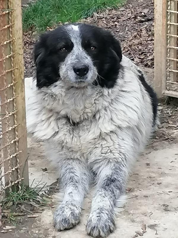 Amy Dolcissima Taglia Media Grande 