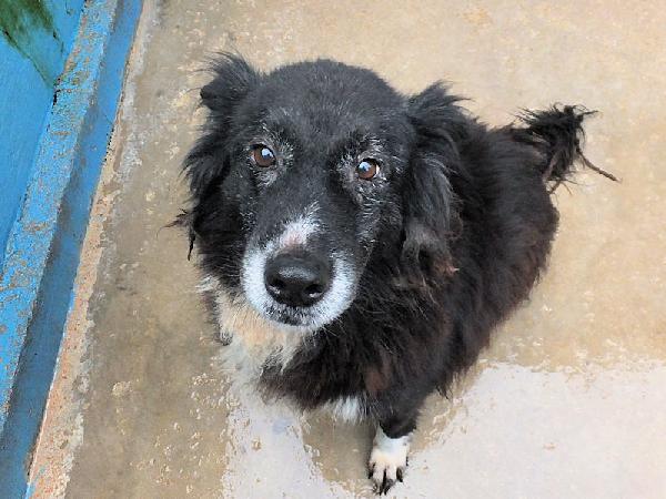 Giuliano Socievole E Affettuoso