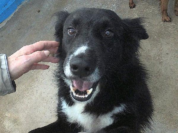 Giuliano socievole e affettuoso Foto 2