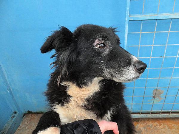 Giuliano socievole e affettuoso Foto 3