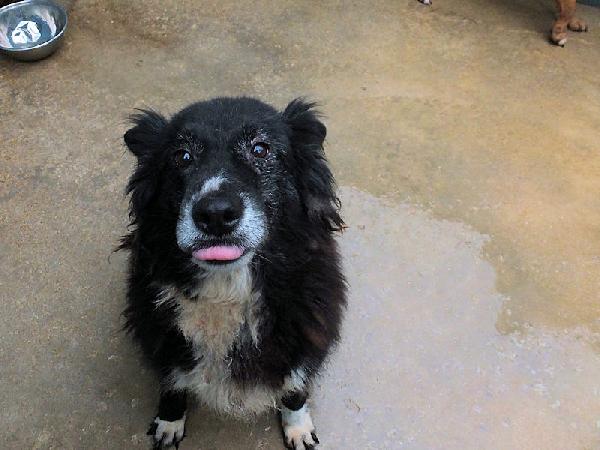 Giuliano socievole e affettuoso Foto 4