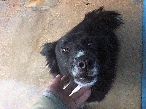 Giuliano socievole e affettuoso Foto 6