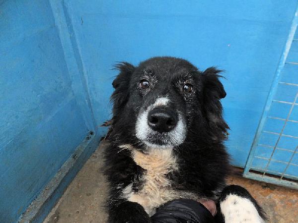 Giuliano socievole e affettuoso Foto 7